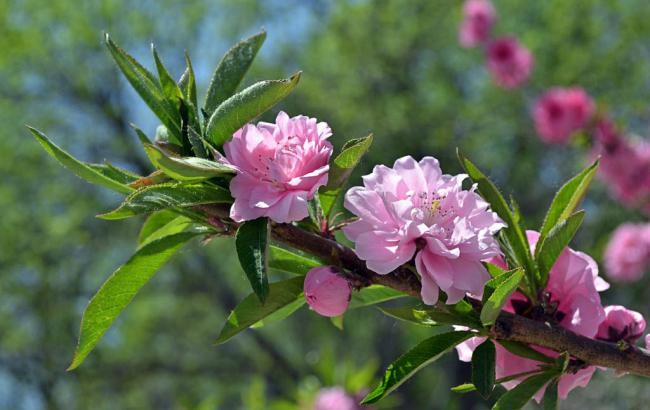 菠菜发布网论坛(菠菜地址发布)