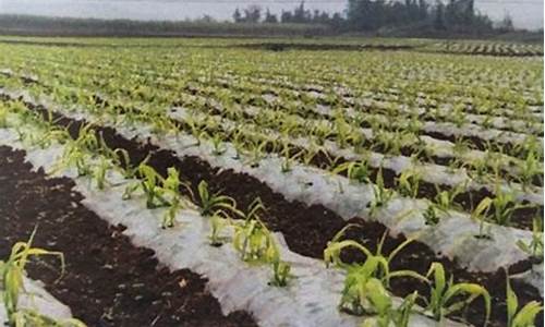 专业菠菜导航官网(菠菜导航网2019看开奖记录)
